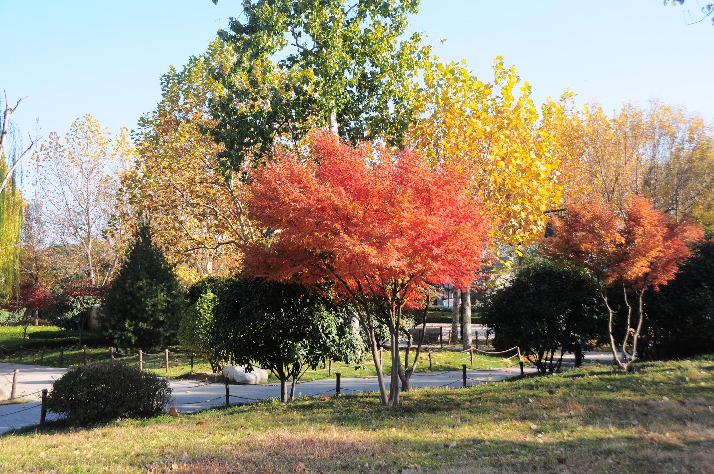 2012年11月19日，山东省济南市“泉城明珠大明湖”秋色美景让人醉。 (10).JPG
