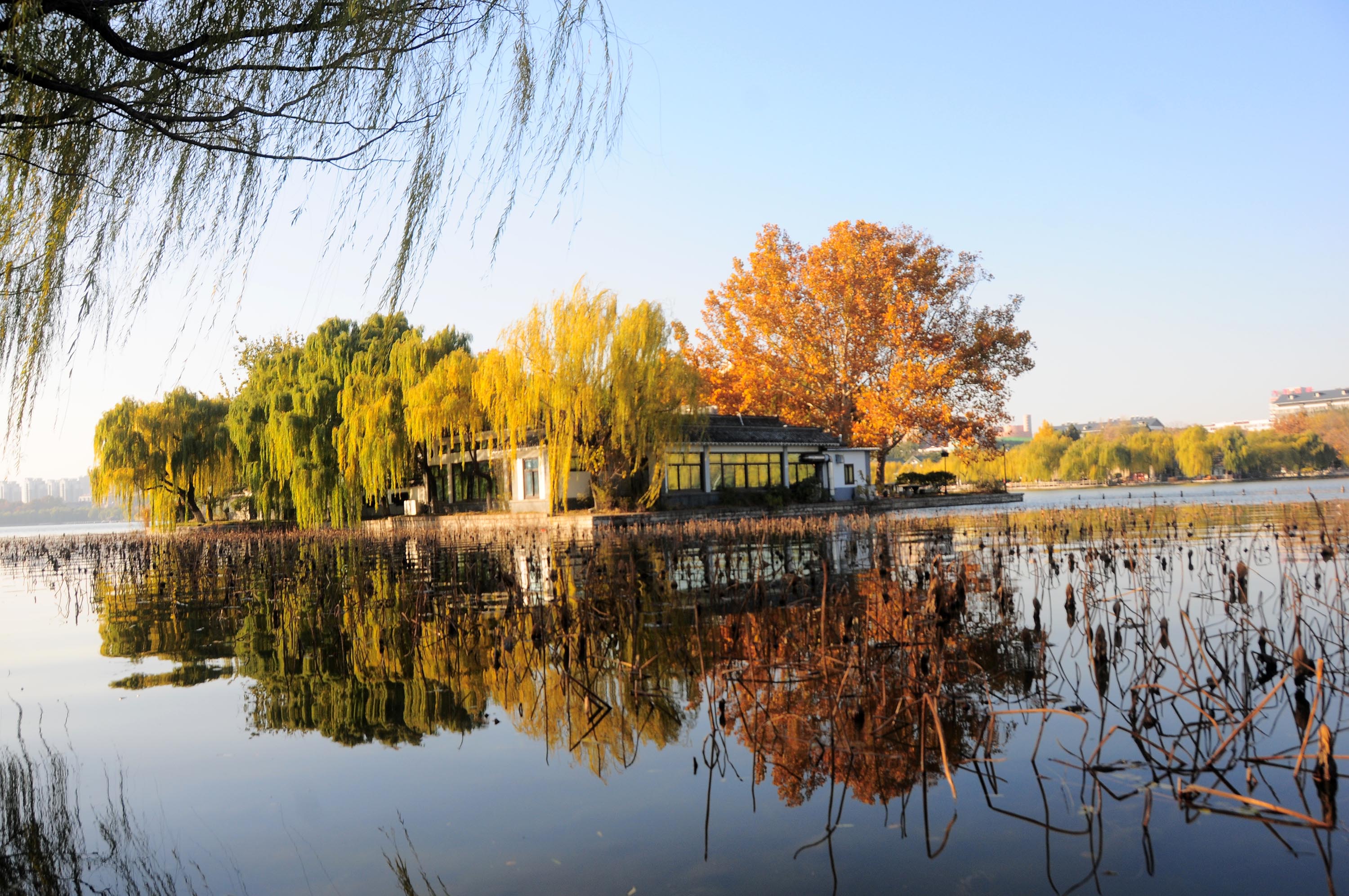 2012年11月19日，山东省济南市“泉城明珠大明湖”秋色美景让人醉。 (21).JPG