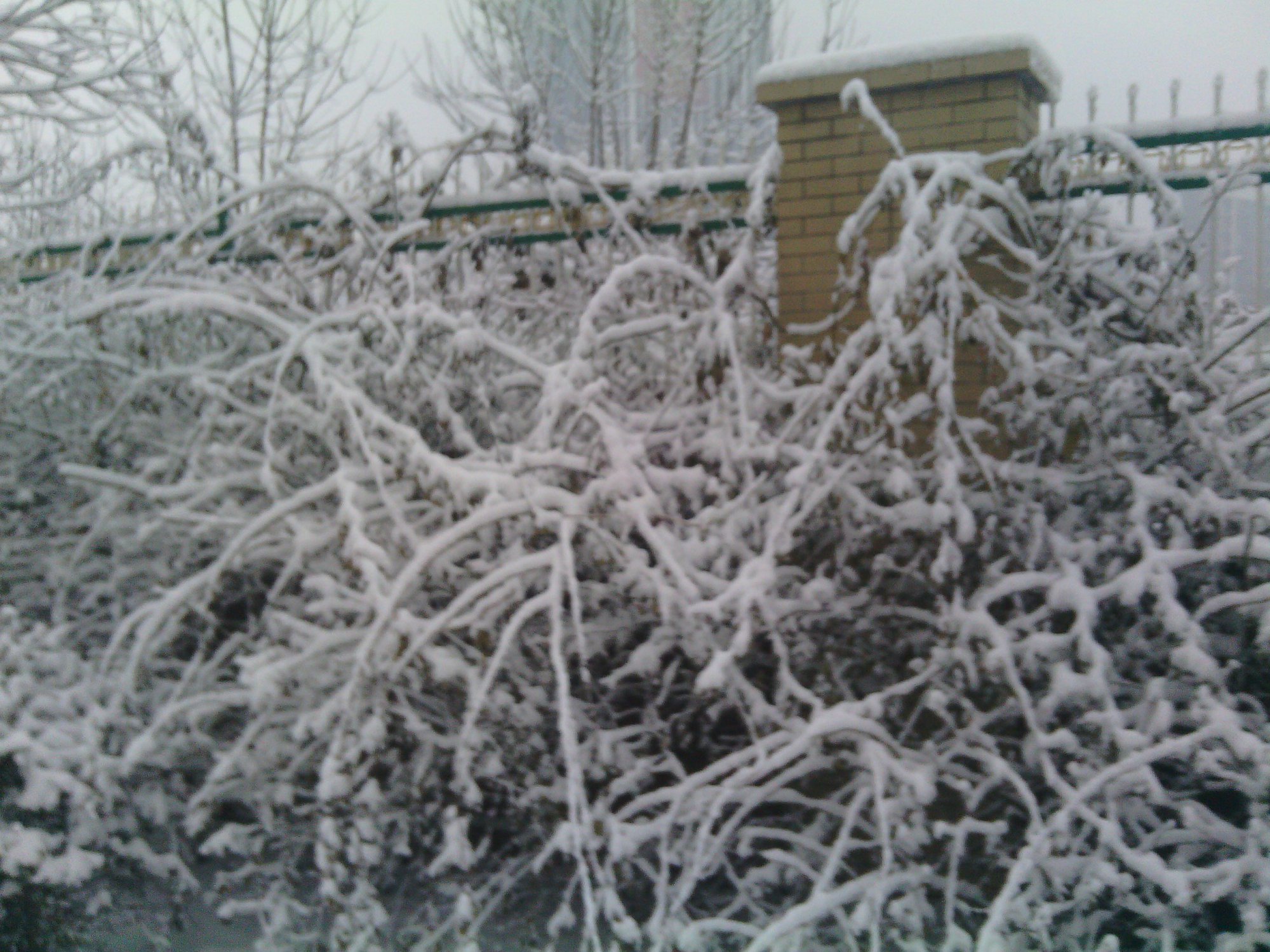 IMG_20130121_074258.jpg