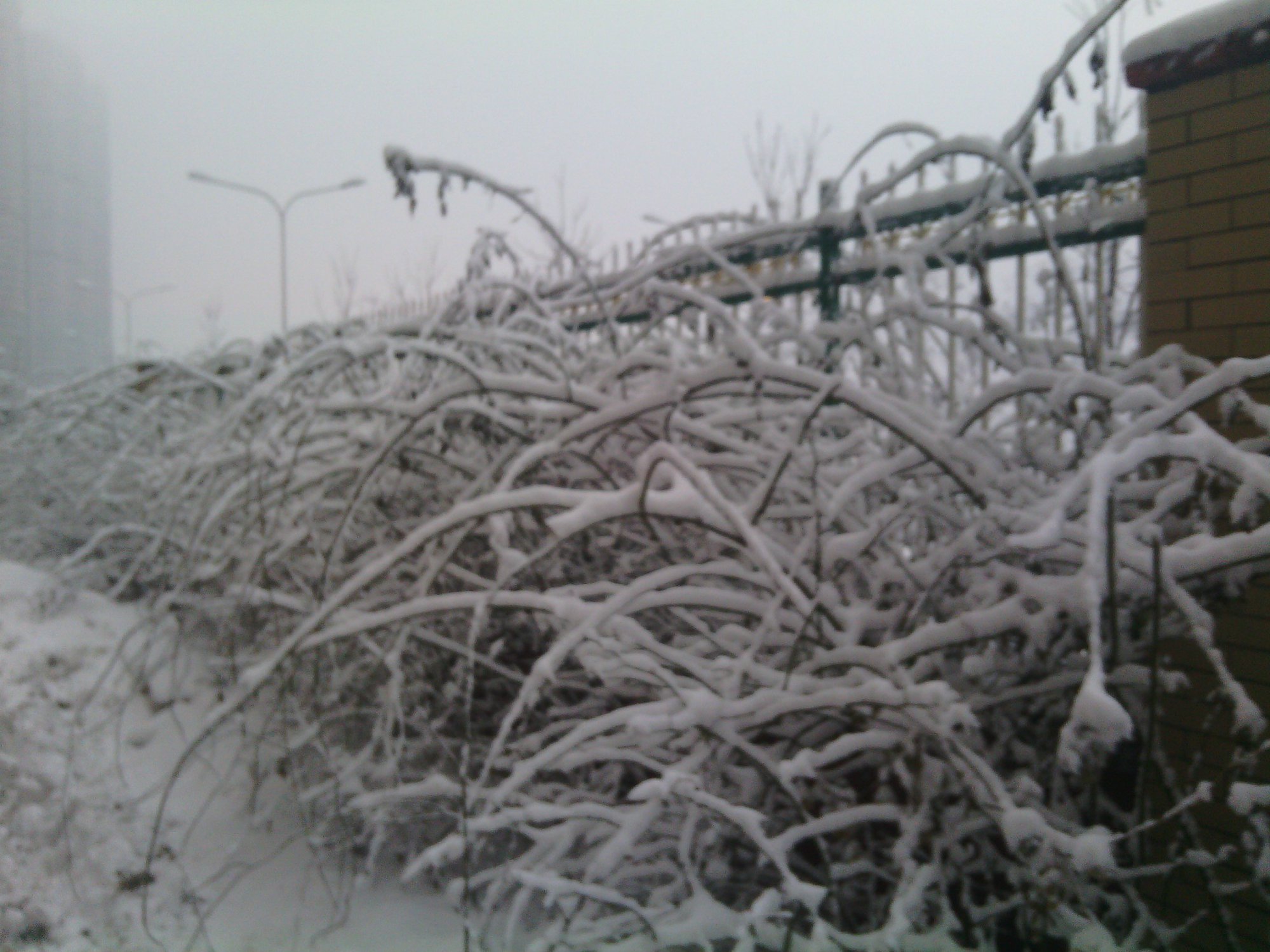 IMG_20130121_074454.jpg