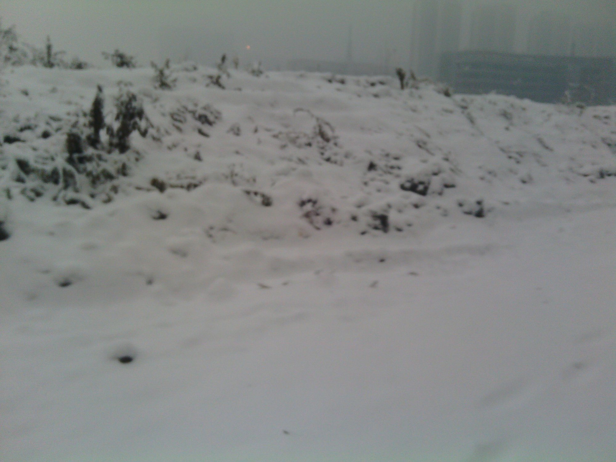 IMG_20130121_074604.jpg