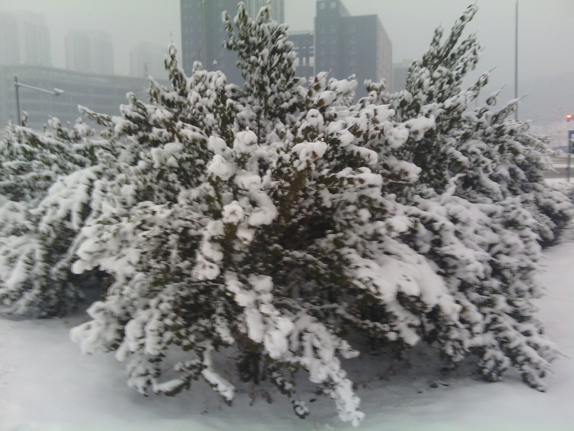 IMG_20130121_074649.jpg