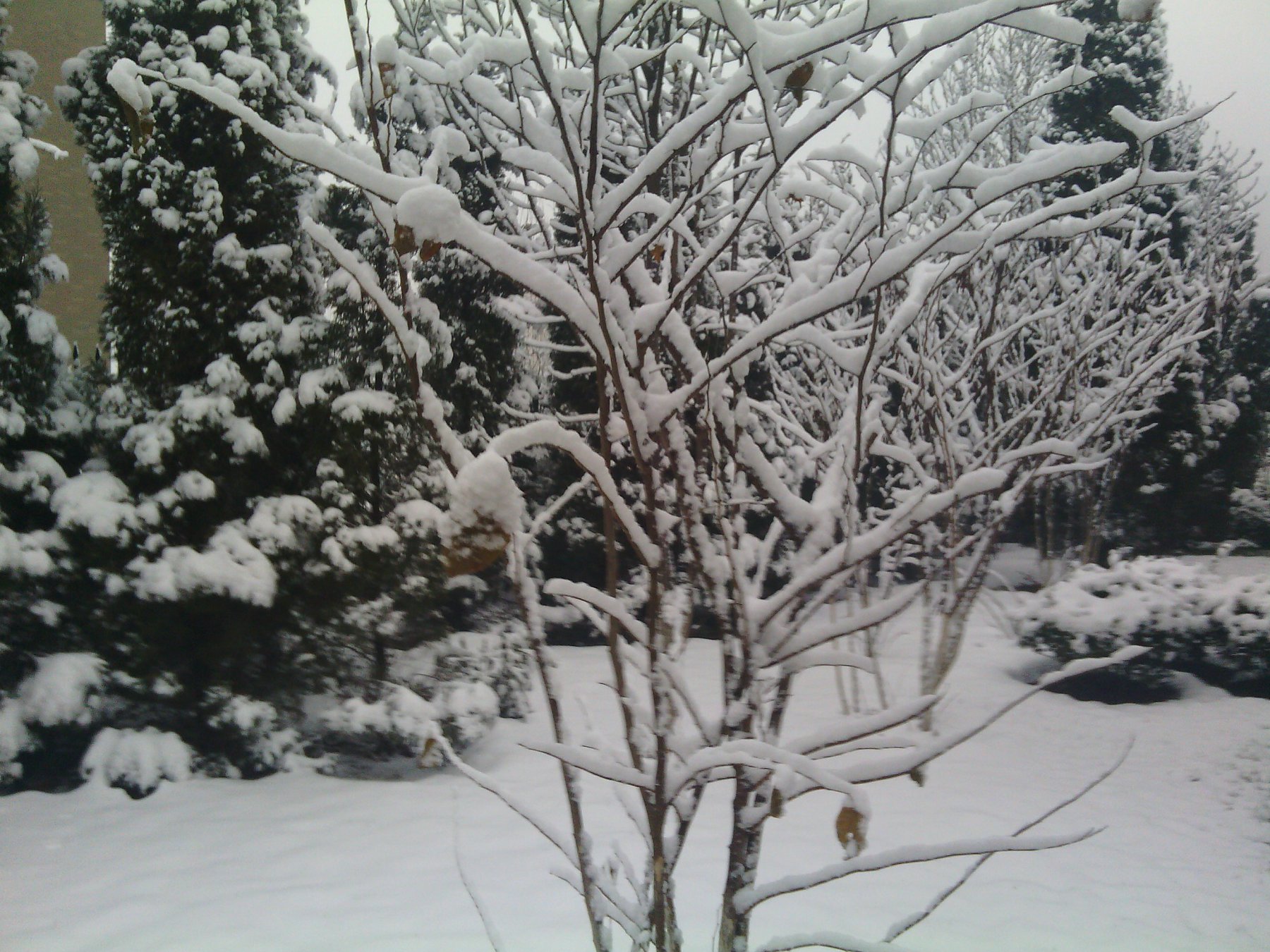 IMG_20130121_075954.jpg