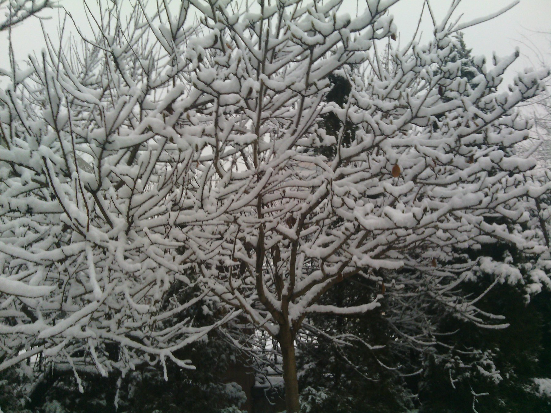 IMG_20130121_080038.jpg