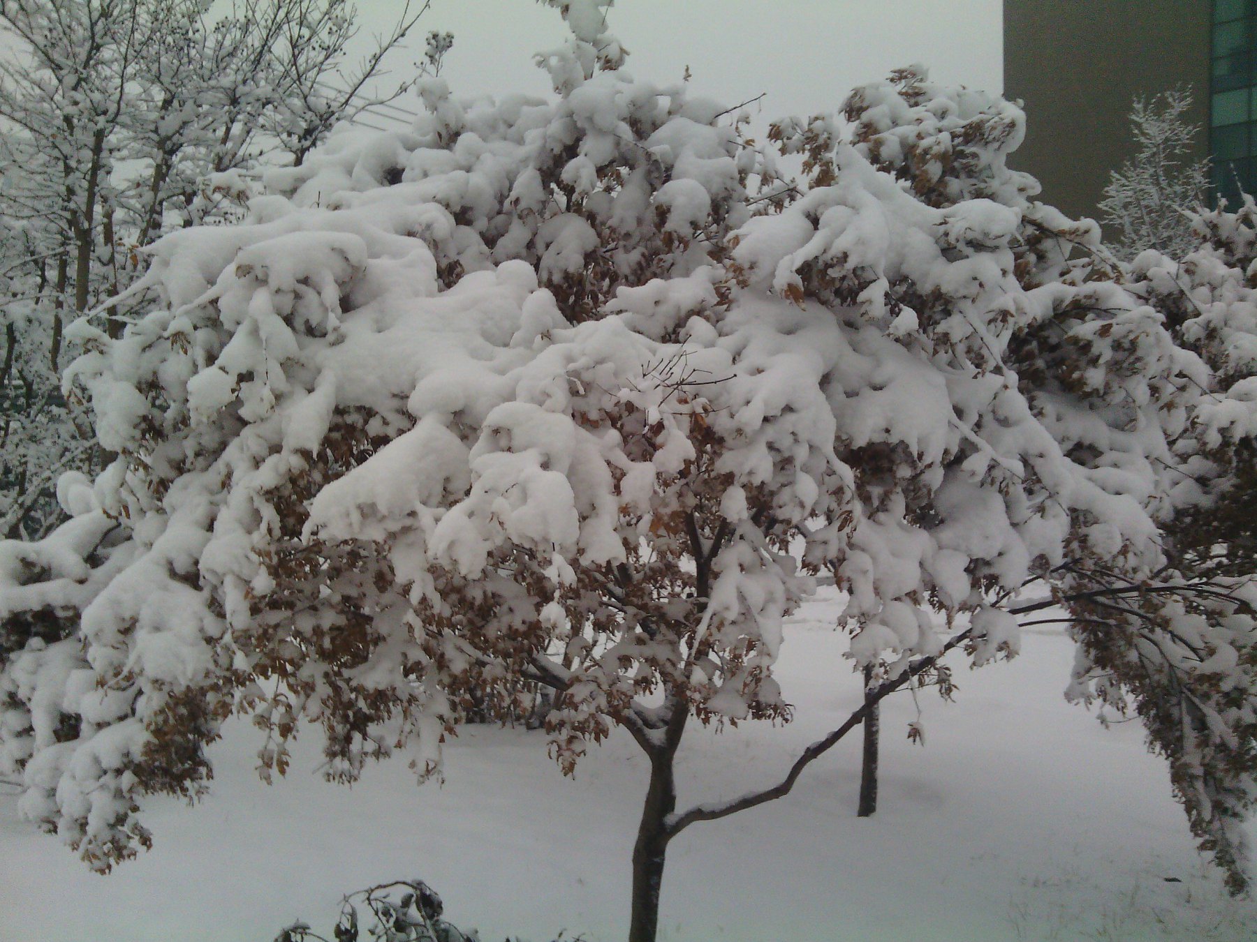 IMG_20130121_080137.jpg