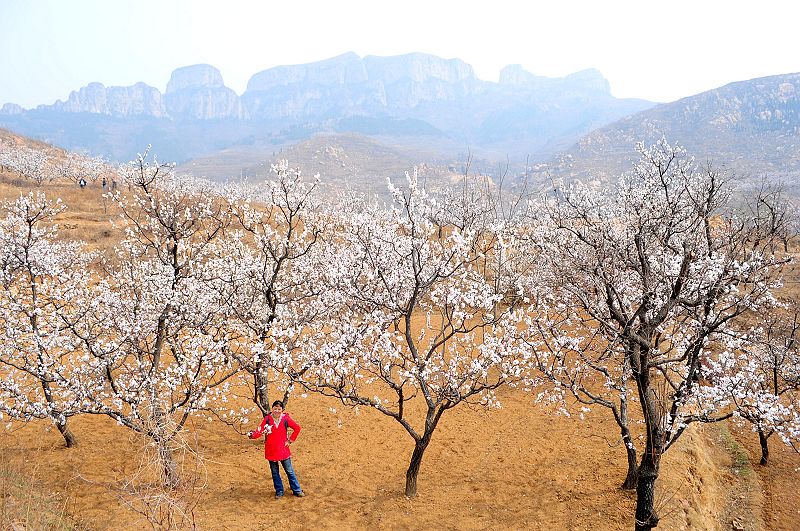 2013年3月23日，山东济南仲宫九重天风景区万亩杏田入画来。.jpg