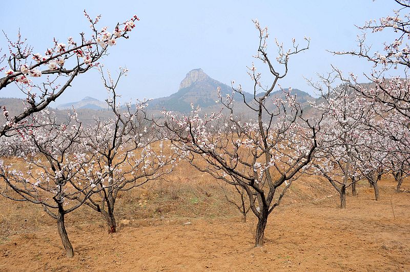 2013年3月23日，山东济南仲宫九重天风景区万亩杏田入画来。 (8).jpg
