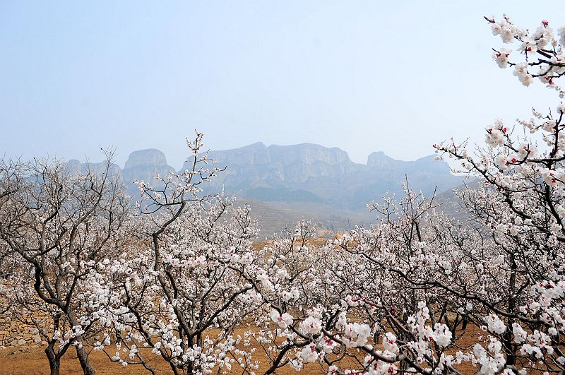2013年3月23日，山东济南仲宫九重天风景区万亩杏田入画来。 (10).jpg