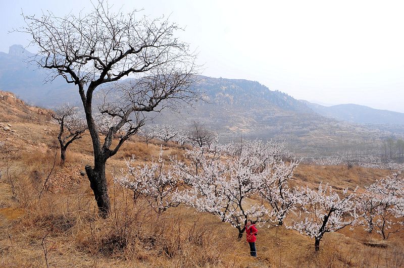 2013年3月23日，山东济南仲宫九重天风景区万亩杏田入画来。 (11).jpg
