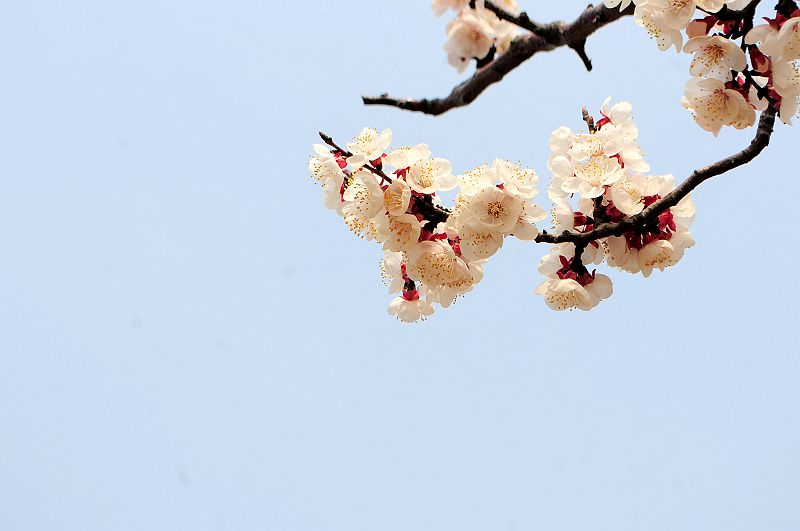 2013年3月23日，山东济南仲宫九重天风景区万亩杏田入画来。 (14).jpg