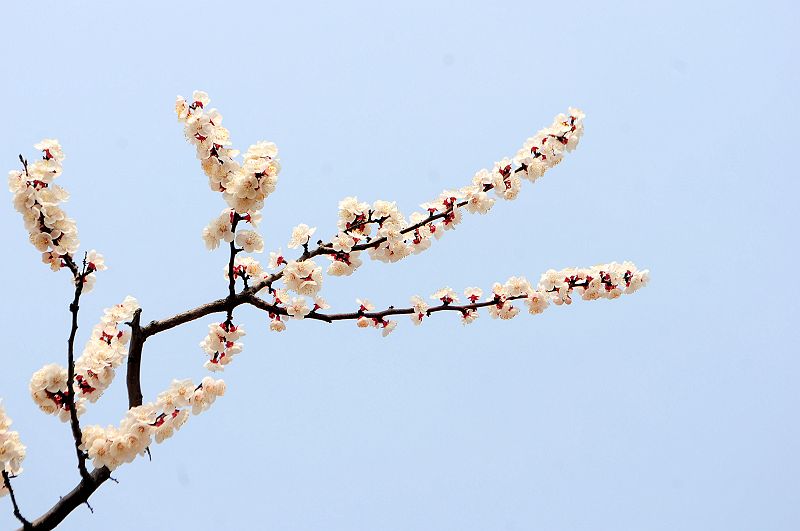 2013年3月23日，山东济南仲宫九重天风景区万亩杏田入画来。 (15).jpg