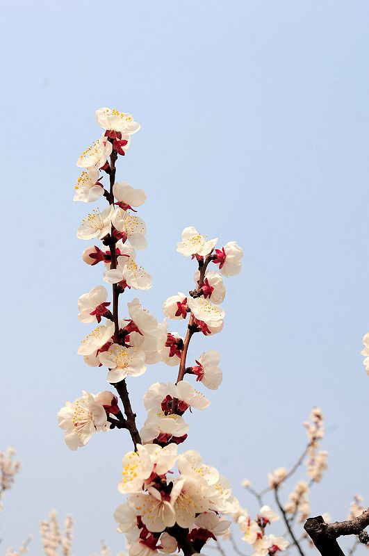2013年3月23日，山东济南仲宫九重天风景区万亩杏田入画来。 (17).jpg