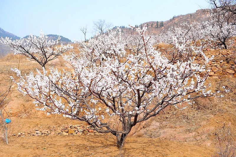 2013年3月23日，山东济南仲宫九重天风景区万亩杏田入画来。 (23).jpg