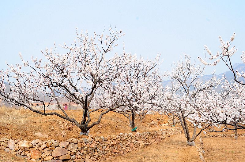 2013年3月23日，山东济南仲宫九重天风景区万亩杏田入画来。 (25).jpg