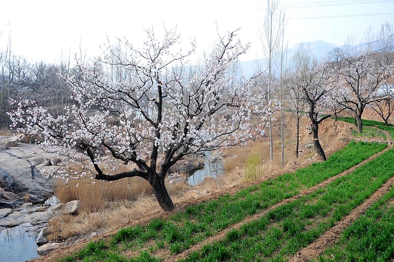 2013年3月23日，山东济南仲宫九重天风景区万亩杏田入画来。 (35).jpg