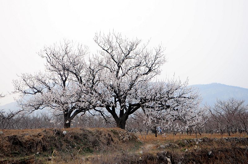 2013年3月23日，山东济南仲宫九重天风景区万亩杏田入画来。 (49).jpg