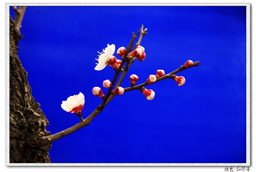仅此一枝胜梅花.jpg