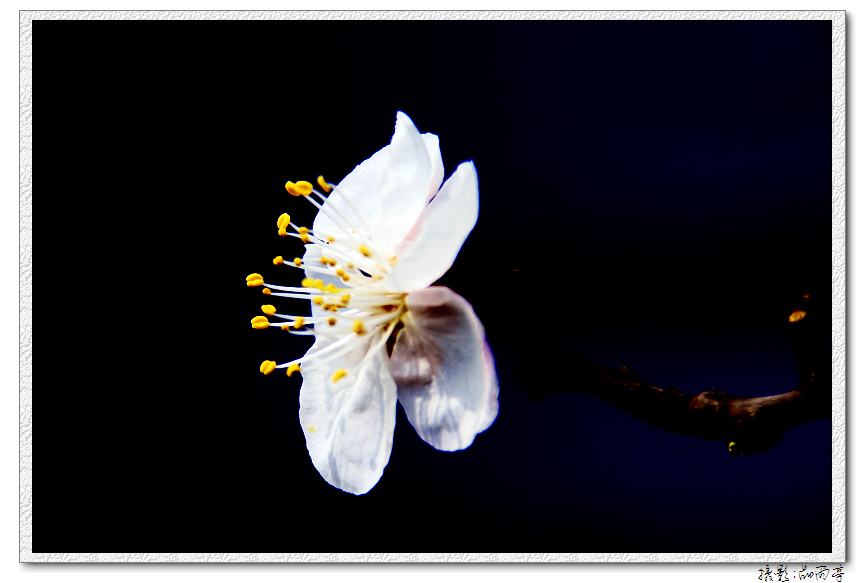 一夜春风花努放.jpg