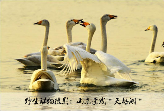 dffck130321019d.jpg