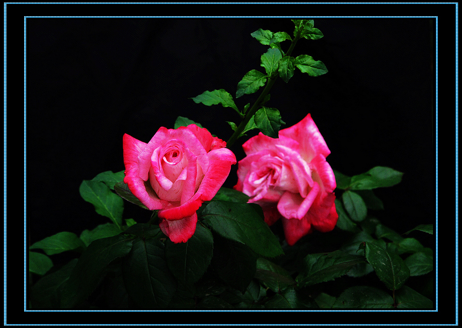 14453333r4r03a6zwn0gm4.jpg