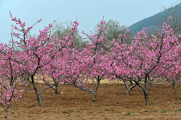 山东济南：春风扑面百花香 桃梨竟妍正芬芳
