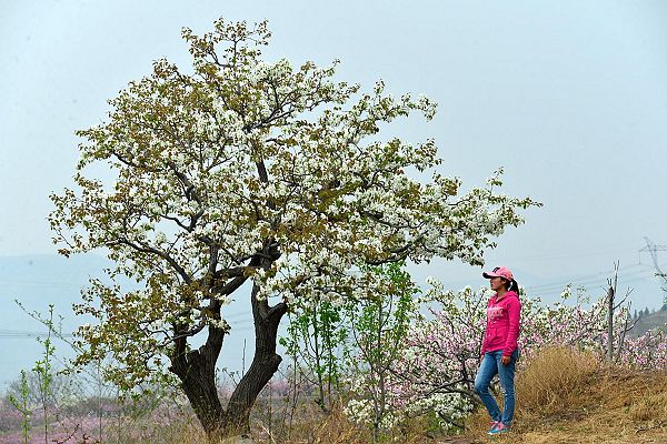 山东济南：春风扑面百花香 桃梨竟妍正芬芳