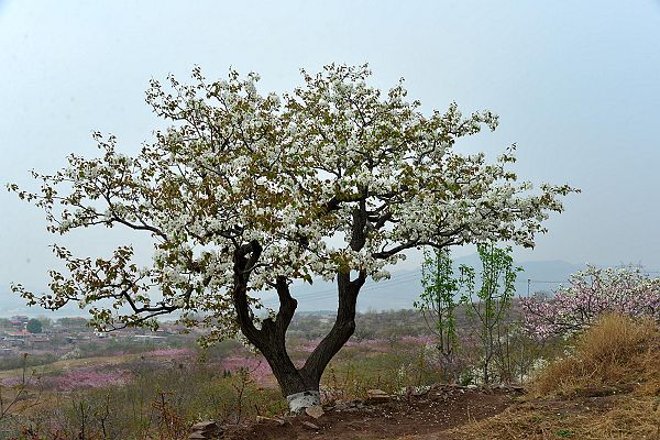 山东济南：春风扑面百花香 桃梨竟妍正芬芳