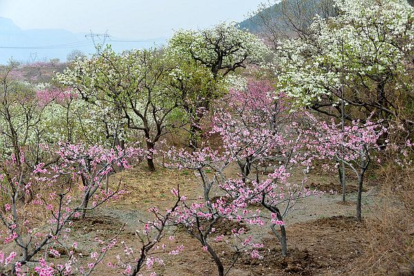 山东济南：春风扑面百花香 桃梨竟妍正芬芳