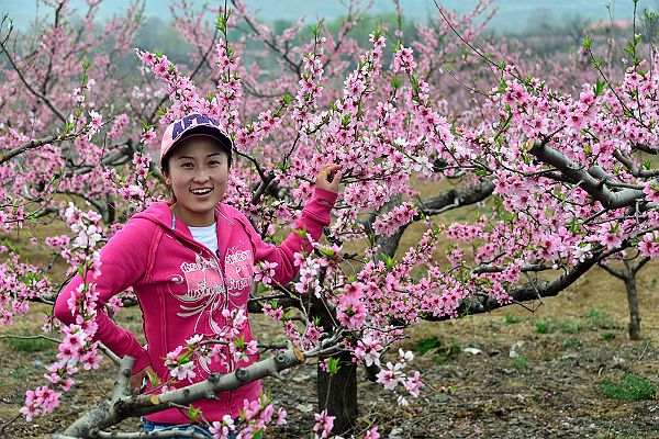 山东济南：春风扑面百花香 桃梨竟妍正芬芳