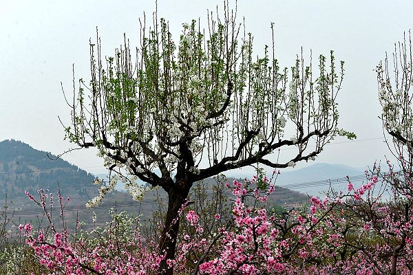 山东济南：春风扑面百花香 桃梨竟妍正芬芳