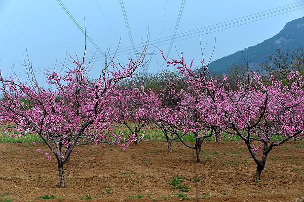 山东济南：春风扑面百花香 桃梨竟妍正芬芳