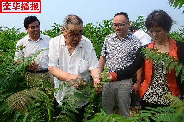 2014年8月29日，张国忠（左二）劳模在茌平县乐平镇南王村山东小杨屯鸭业科贸有限公司绿化苗木第五种植基地。 ...