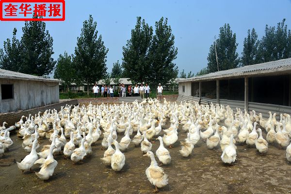 2014年8月29日，张国忠劳模在茌平县乐平镇南王村山东小杨屯鸭业科贸有限公司良种鸭第六繁育场。