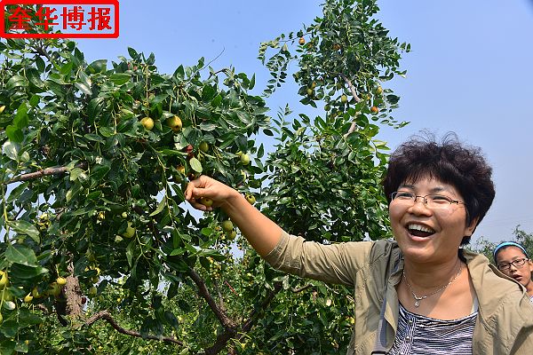 肖庄镇圆铃大枣生态园里来了城里客人