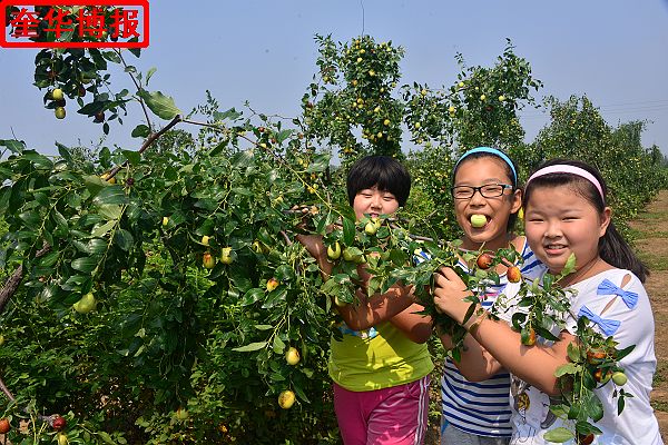 肖庄镇圆铃大枣生态园里来了城里客人