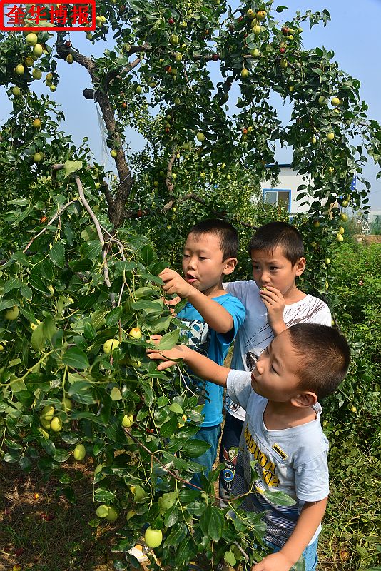 2014年9月13日星期六，聊城市民及济南、青岛的游客来到山东省茌平县肖庄镇圆铃大枣生态.jpg