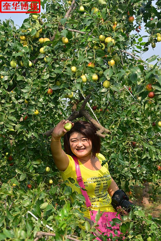 2014年9月13日星期六，聊城市民及济南、青岛的游客来到山东省茌平县肖庄镇圆铃大枣生态园里，进行自由采摘， ...