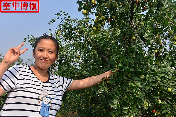 2014年9月13日星期六，聊城市民及济南、青岛的游客来到山东省茌平县肖庄镇圆铃大枣生态园里，进行自由采摘， ...