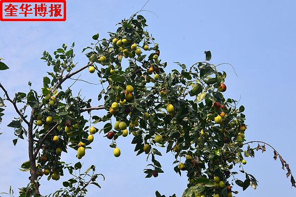 2014年9月13日星期六，聊城市民及济南、青岛的游客来到山东省茌平县肖庄镇圆铃大枣生态园里，进行自由采摘， ...