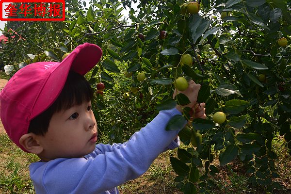 2014年9月13日星期六，聊城市民及济南、青岛的游客来到山东省茌平县肖庄镇圆铃大枣生态园里，进行自由采摘， ...