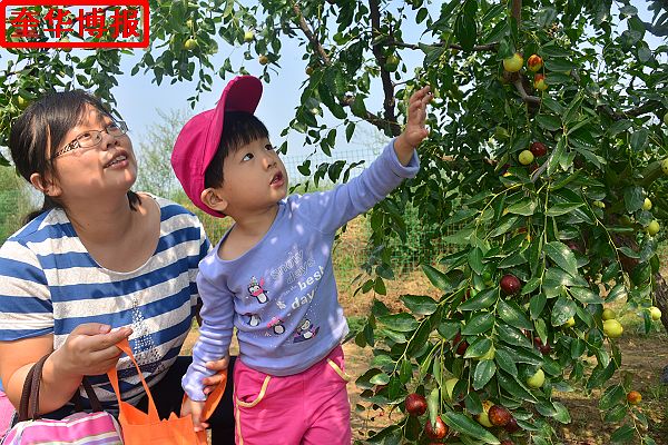 2014年9月13日星期六，聊城市民及济南、青岛的游客来到山东省茌平县肖庄镇圆铃大枣生态园里，进行自由采摘， ...