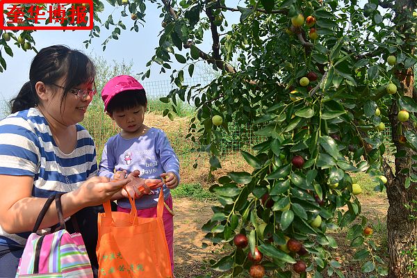 2014年9月13日星期六，聊城市民及济南、青岛的游客来到山东省茌平县肖庄镇圆铃大枣生态园里，进行自由采摘， ...