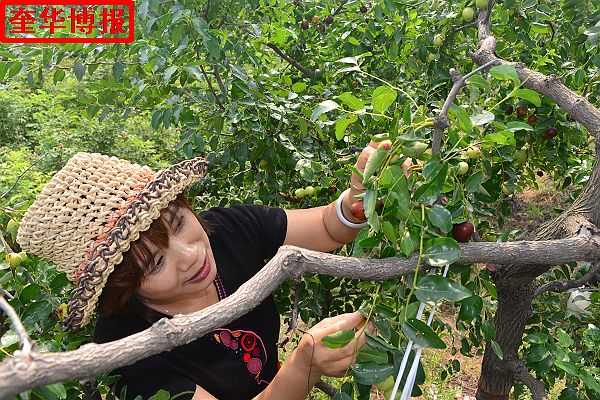 2014年9月13日星期六，聊城市民及济南、青岛的游客来到山东省茌平县肖庄镇圆铃大枣生态园里，进行自由采摘， ...
