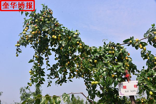 2014年9月13日星期六，聊城市民及济南、青岛的游客来到山东省茌平县肖庄镇圆铃大枣生态园里，进行自由采摘， ...