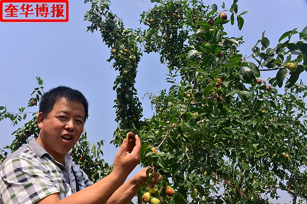 2014年9月13日星期六，聊城市民及济南、青岛的游客来到山东省茌平县肖庄镇圆铃大枣生态园里，进行自由采摘， ...