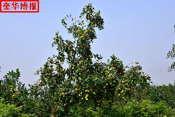 2014年9月13日星期六，聊城市民及济南、青岛的游客来到山东省茌平县肖庄镇圆铃大枣生态园里，进行自由采摘， ...