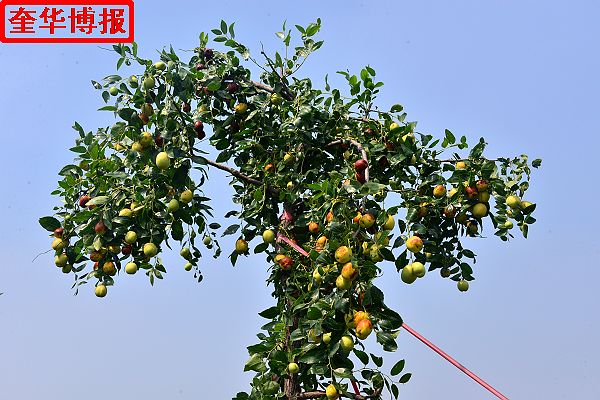 2014年9月13日星期六，聊城市民及济南、青岛的游客来到山东省茌平县肖庄镇圆铃大枣生态园里，进行自由采摘， ...