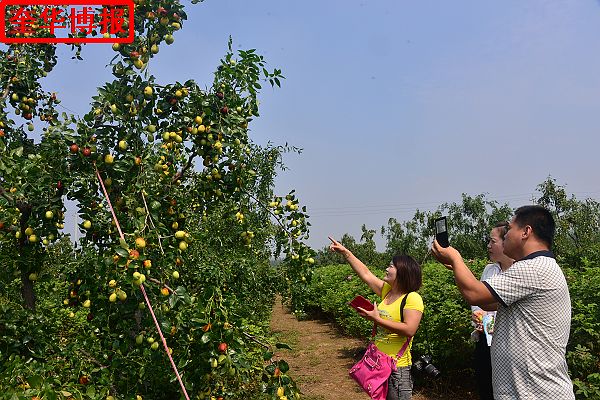 2014年9月13日星期六，聊城市民及济南、青岛的游客来到山东省茌平县肖庄镇圆铃大枣生态园里，进行自由采摘， ...