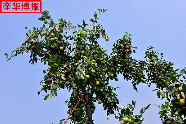 2014年9月13日星期六，聊城市民及济南、青岛的游客来到山东省茌平县肖庄镇圆铃大枣生态园里，进行自由采摘， ...