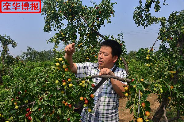 2014年9月13日星期六，聊城市民及济南、青岛的游客来到山东省茌平县肖庄镇圆铃大枣生态园里，进行自由采摘， ...
